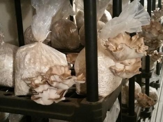 Mushroom lab