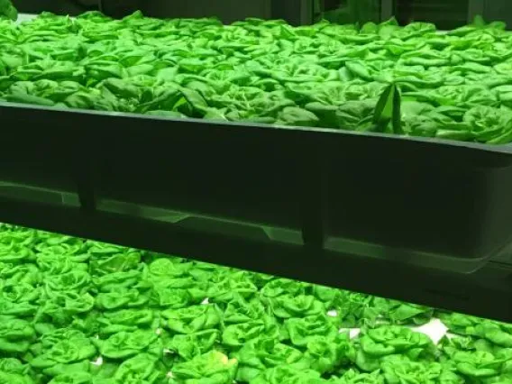 Vertical Farm