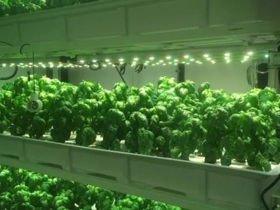 Vertical Farm