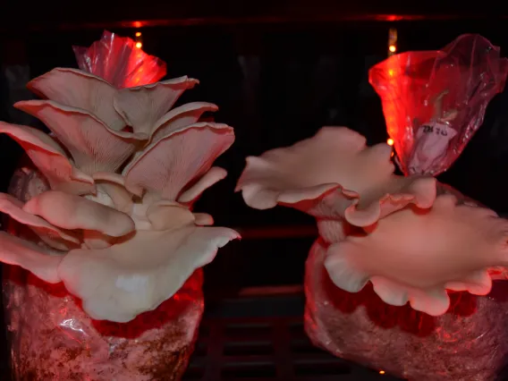 Mushrooms
