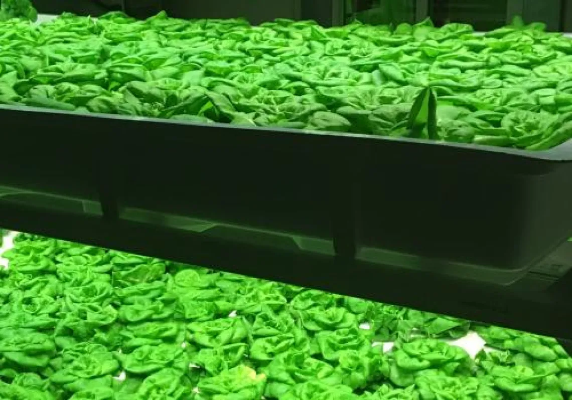 Vertical Farm