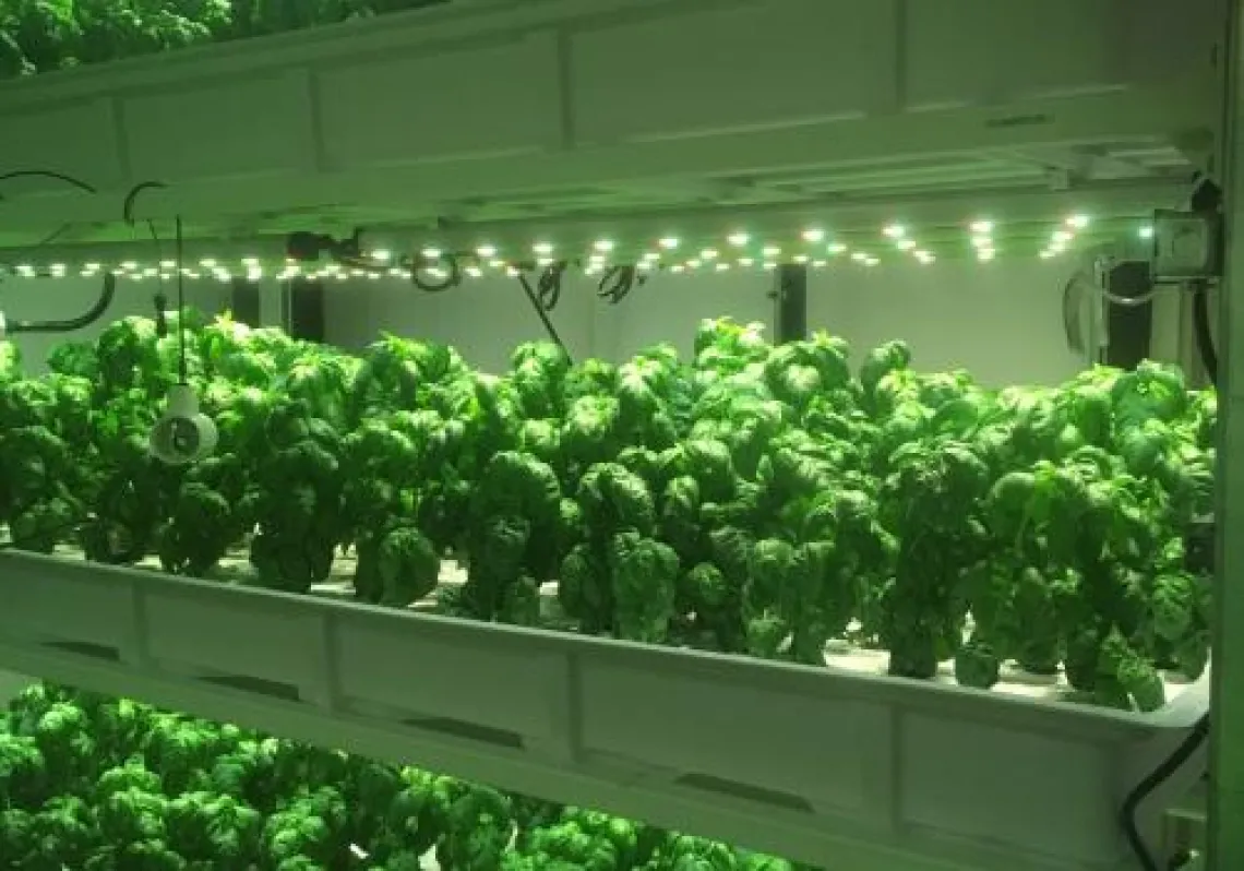 Vertical Farm